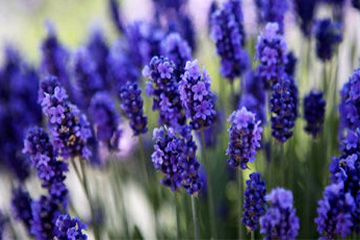 Talleres de Hierbas Medicinales y Mágicas